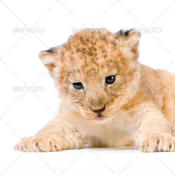 Lion Cub lying down - Stock Photo - Images