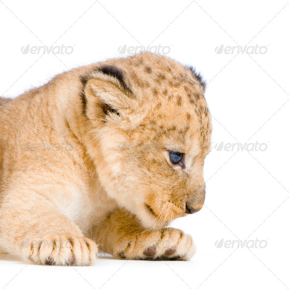 Lion Cub lying down - Stock Photo - Images