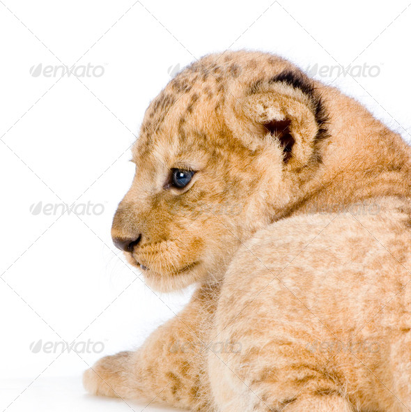 Lion Cub lying down - Stock Photo - Images