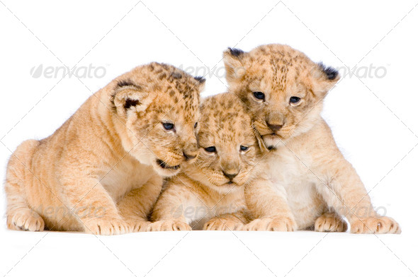Lion Cubs - Stock Photo - Images