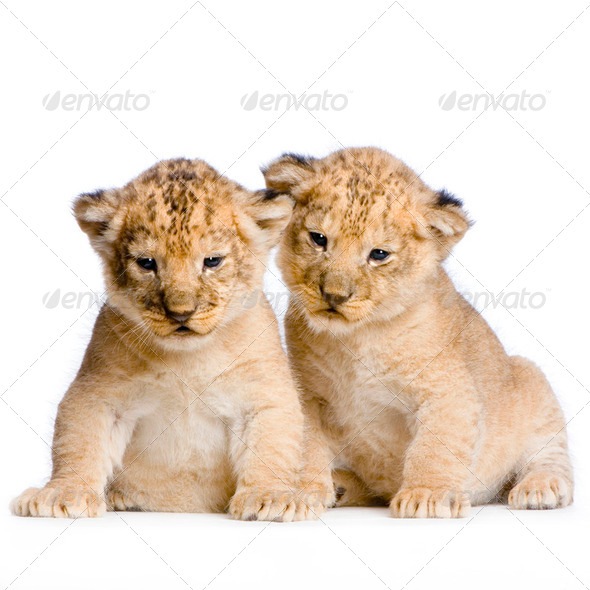 two Lion Cubs - Stock Photo - Images