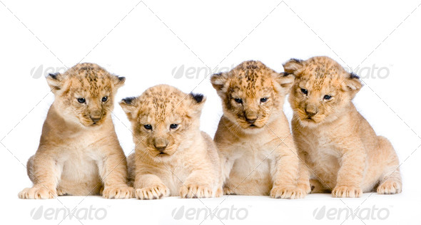 Lion Cub - Stock Photo - Images