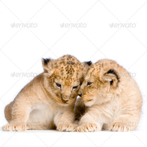 two Lion Cubs - Stock Photo - Images