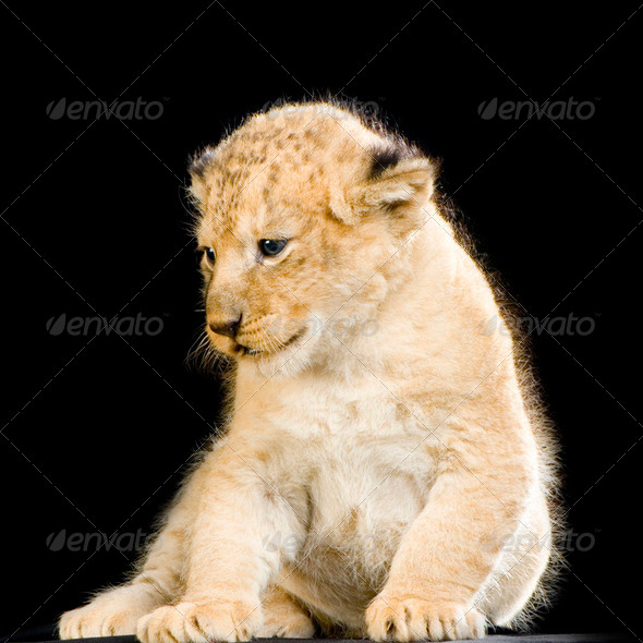 Lion Cub sitting - Stock Photo - Images