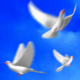 Flying Doves 4 - VideoHive Item for Sale