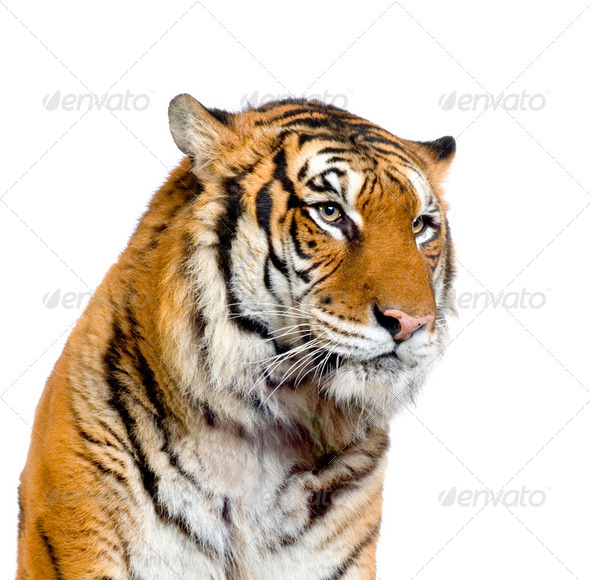 Tiger's face - Stock Photo - Images