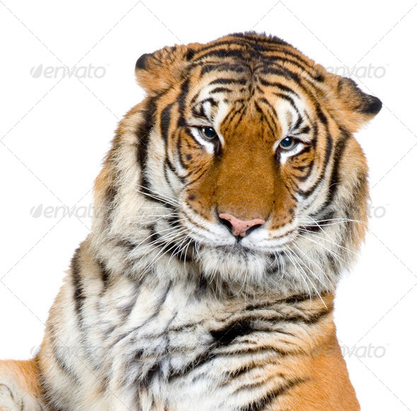 Tiger's face - Stock Photo - Images