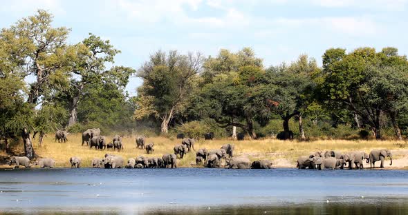 African elephant, Bwabwata Namibia, Africa safari wildlife alt