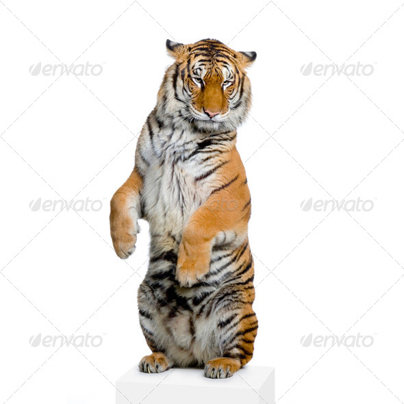 Tiger standing up - Stock Photo - Images