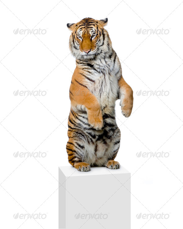Tiger standing up - Stock Photo - Images