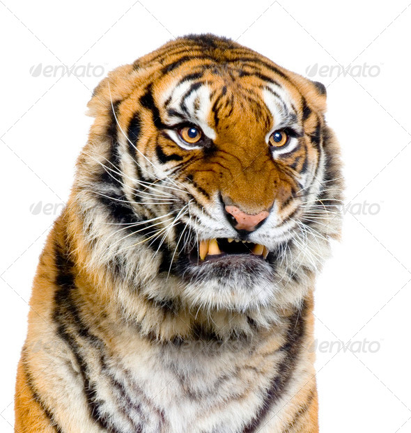 Tiger's Snarling - Stock Photo - Images