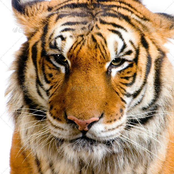 Tiger's face Stock Photo by Lifeonwhite | PhotoDune