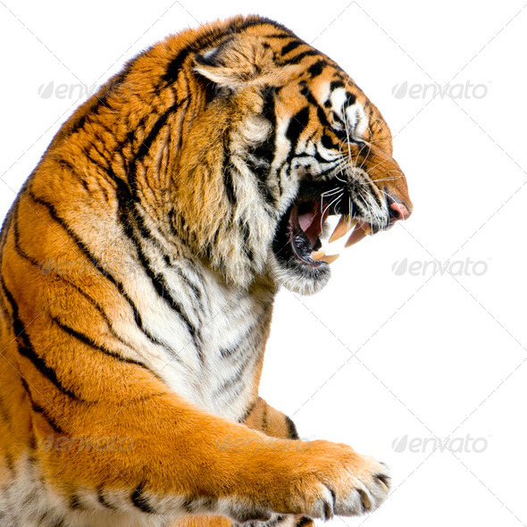 Tiger's Snarling - Stock Photo - Images