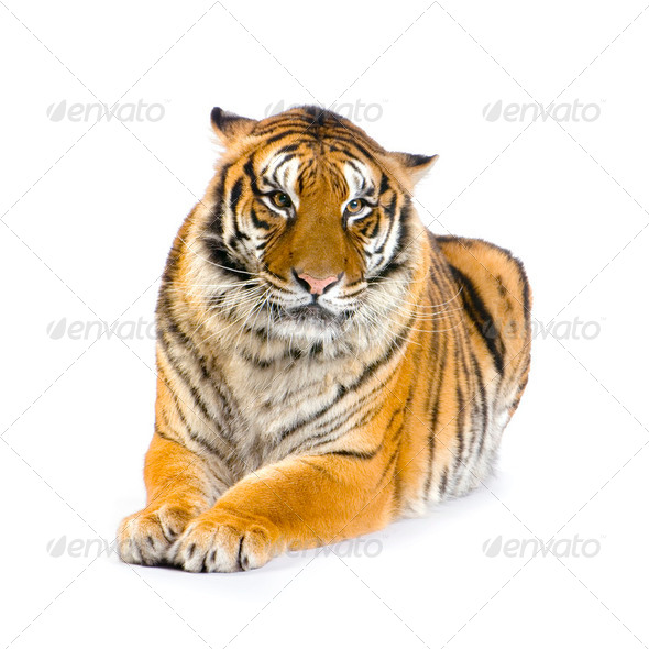 Tiger lying down - Stock Photo - Images