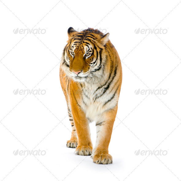 Tiger standing up - Stock Photo - Images