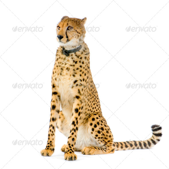 Cheetah sitting; - Stock Photo - Images