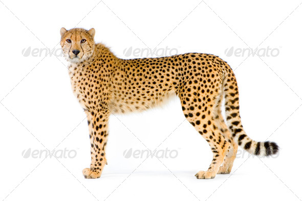 Cheetah standing up - Stock Photo - Images