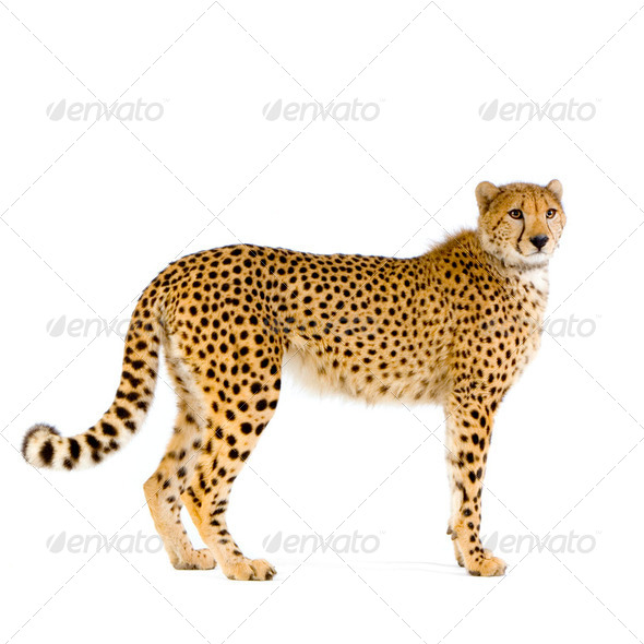 Cheetah standing up - Stock Photo - Images