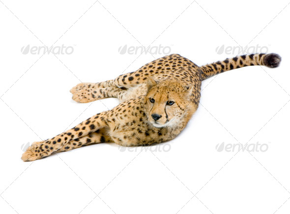 Cheetah lying down - Stock Photo - Images