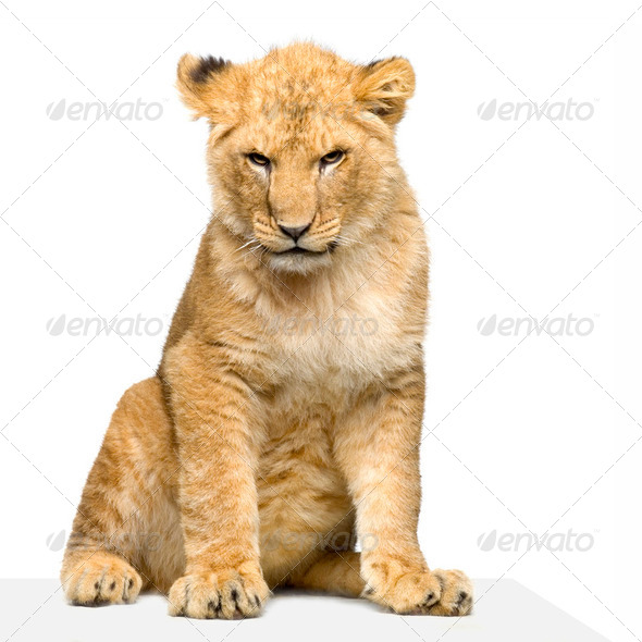Lion Cub sitting - Stock Photo - Images