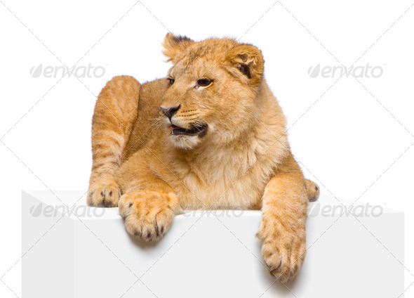 Lion Cub lying down - Stock Photo - Images