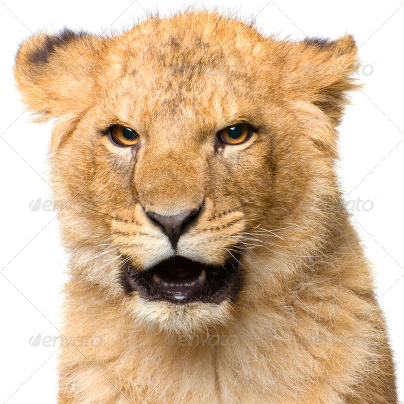 Lion Cub - Stock Photo - Images