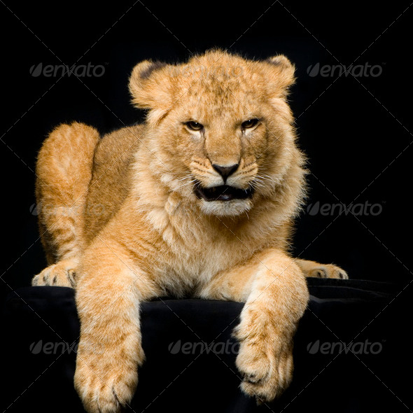Lion Cub lying down - Stock Photo - Images