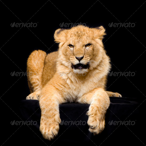 Lion Cub lying down - Stock Photo - Images