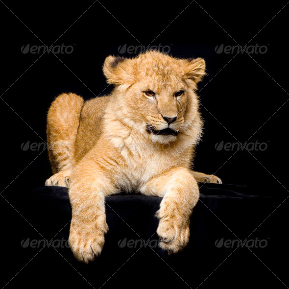 Lion Cub lying down - Stock Photo - Images