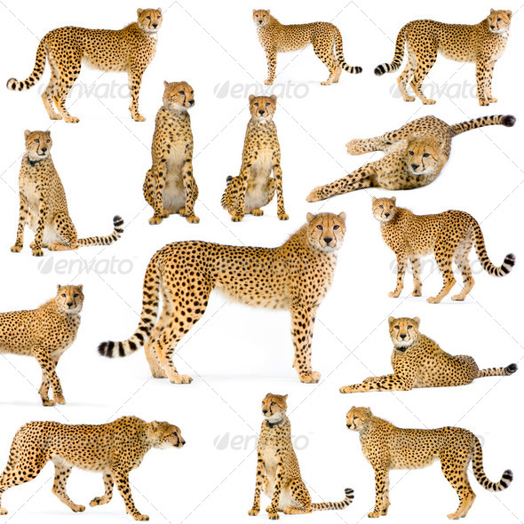 Fourteen Cheetahs - Stock Photo - Images