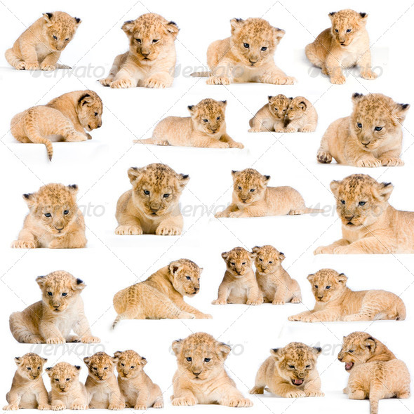20 Lion Cubs - Stock Photo - Images