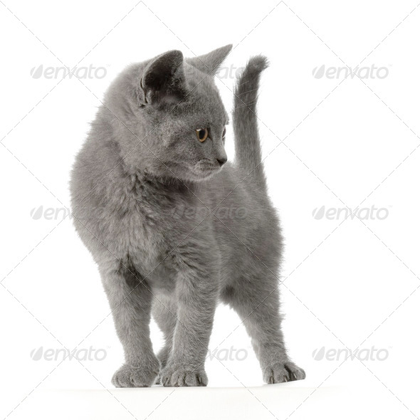 Chartreux Kitten - Stock Photo - Images