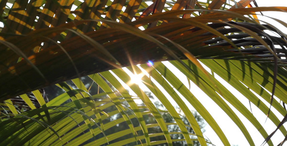 Sunshine And Palm Leaves 4