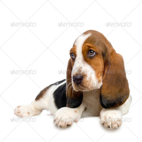Is Hush Puppy A Breed Of Dog