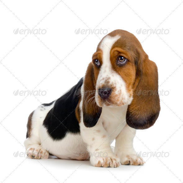 Basset Hound Puppy - Hush Puppies Stock 