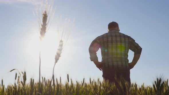 Silhouette Rear View of a Male Farmer Admiring Field alt
