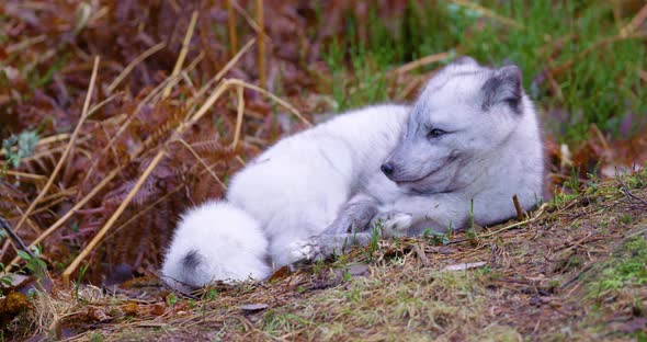 Arctic Fox Lies and Rests at Forest Floor in the Late Fall