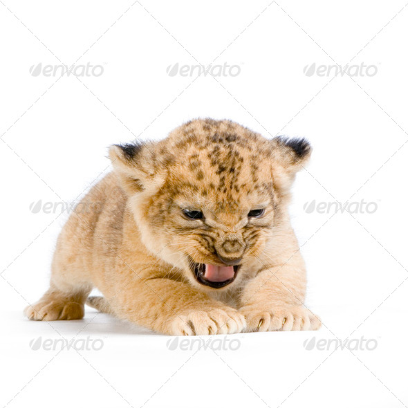 Lion Cub lying down - Stock Photo - Images