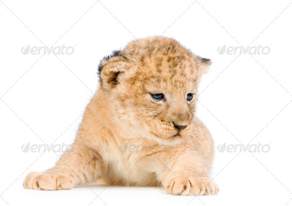 Lion Cub lying down - Stock Photo - Images