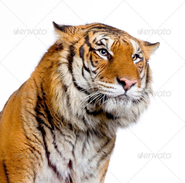 Tiger's face - Stock Photo - Images