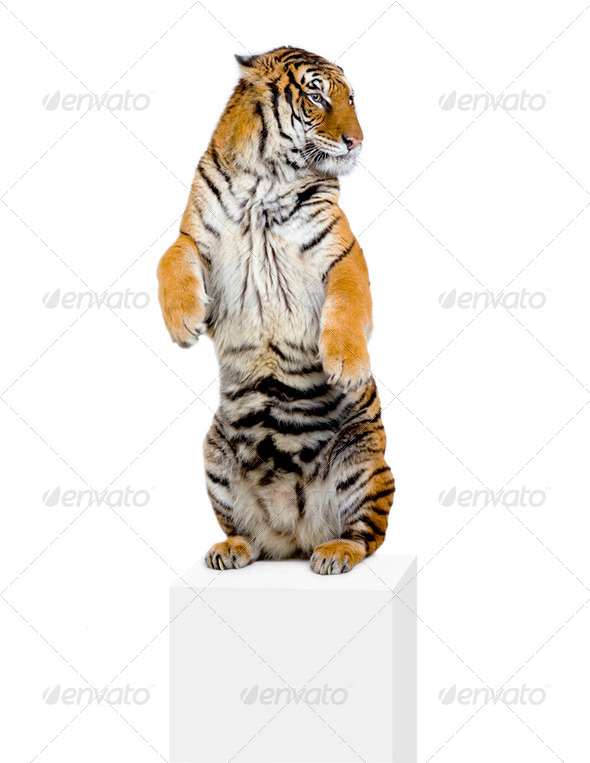 Tiger standing up - Stock Photo - Images