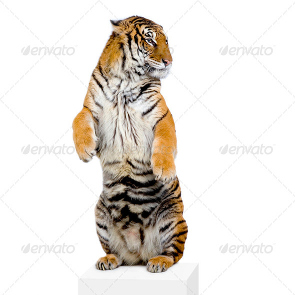 Tiger standing up - Stock Photo - Images