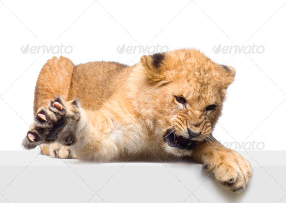 Lion Cub lying down - Stock Photo - Images