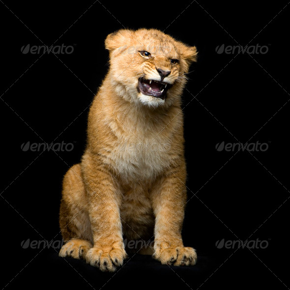 Lion Cub sitting - Stock Photo - Images