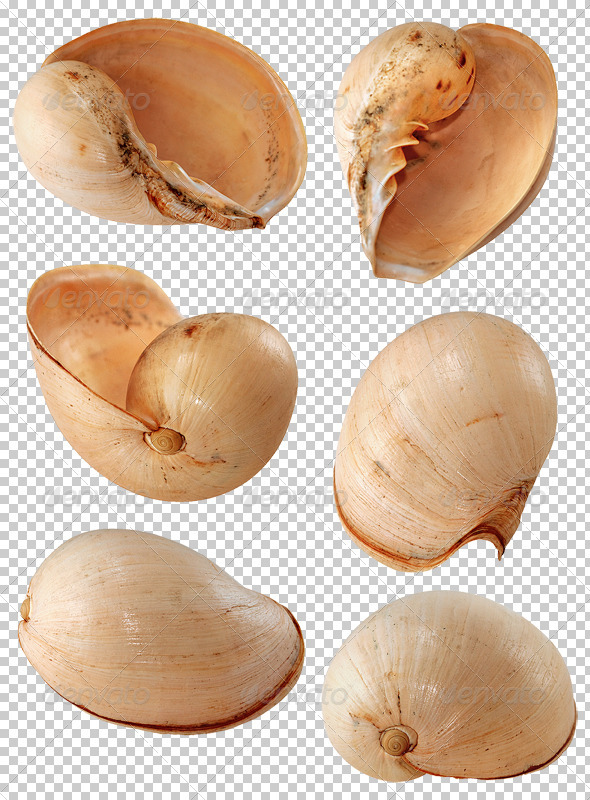 Coco Nut Shell - Nature & Animals Isolated Objects