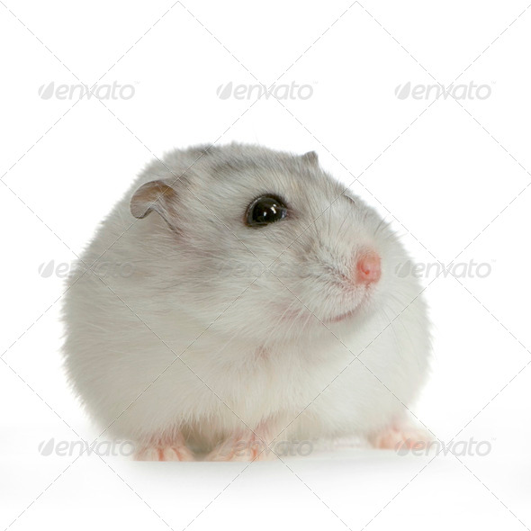 Russian Hamster - Stock Photo - Images