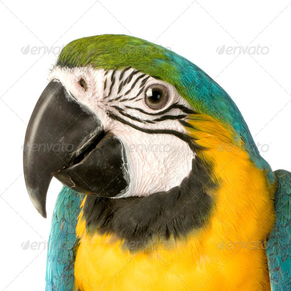 Blue-and-yellow Macaw - Ara ararauna - Stock Photo - Images