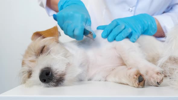 Groomer pinches dead hair on a dog on a white table alt