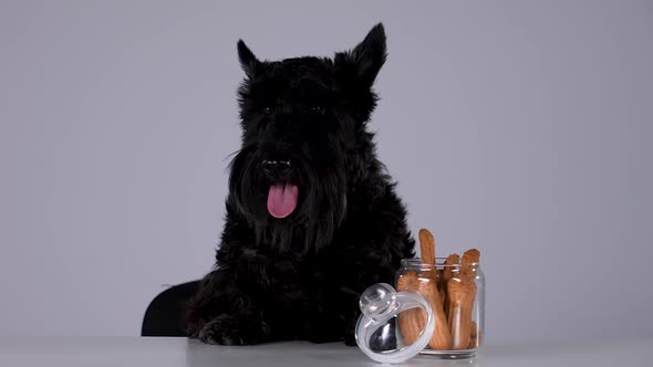 The Scottish Terrier Sits at a Table with a Glass Jar of Cookies on It alt