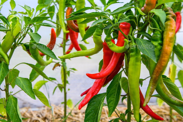 Red hot chili peppers plants on a branch Stock Photo by romankosolapov